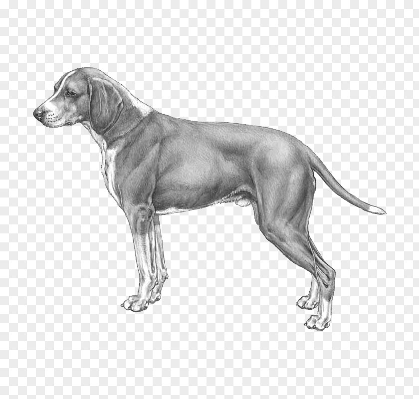 Weimaraner Hygenhund Dog Breed Anglo-Français De Petite Vénerie Norwegian Hound PNG