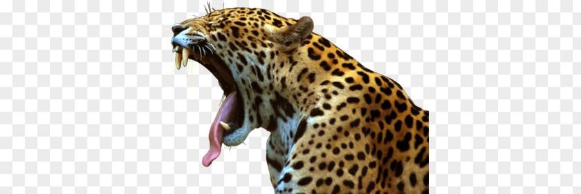 Leopard PNG clipart PNG