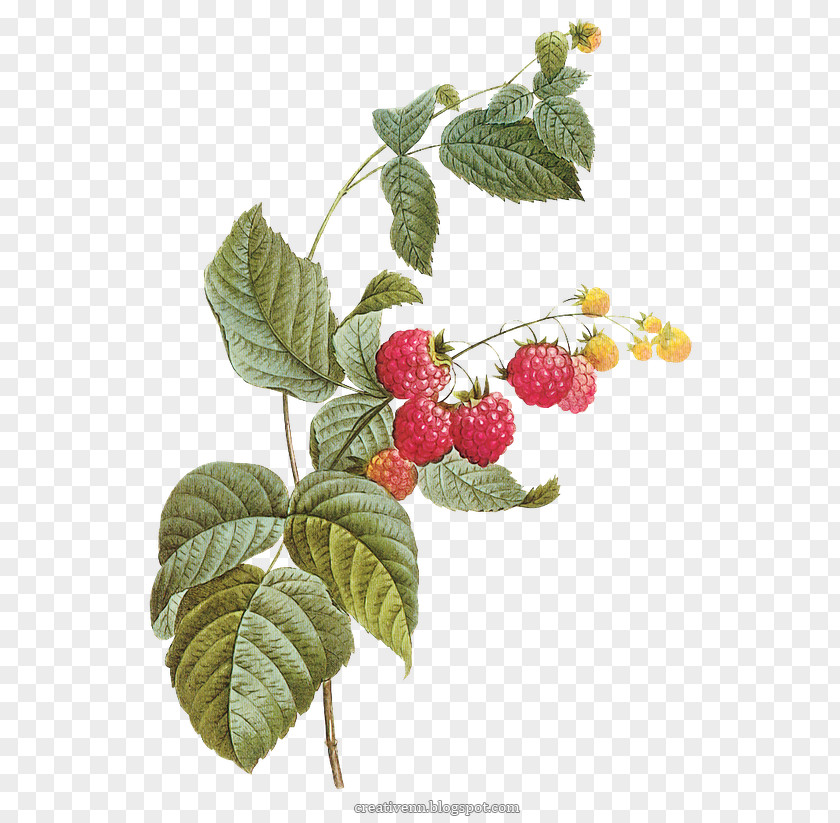 Raspberry Red Stock Photography PNG