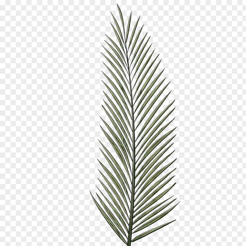 Red Pine Conifer Christmas Tree Line Drawing PNG