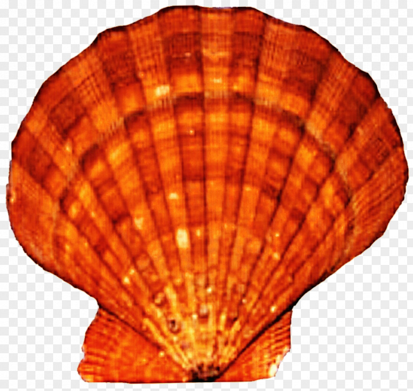 Seashell Cockle Scallop Mussel Clam Oyster PNG