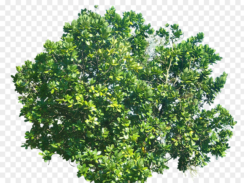 Tree Barringtonia Asiatica Shrub PNG