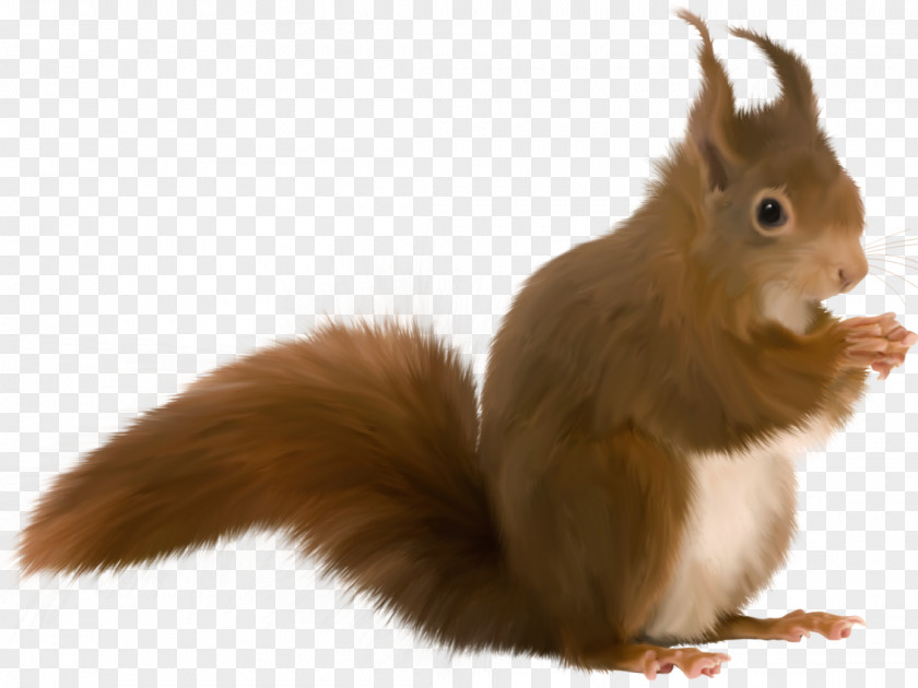 Boar Tree Squirrel Animation Rodent PNG