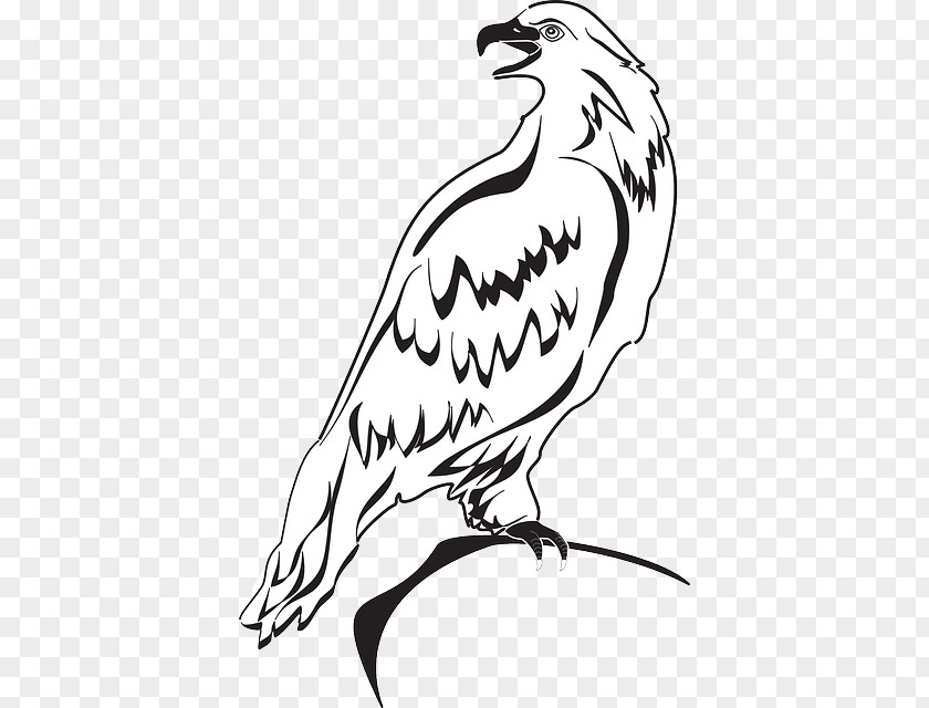Eagle Clip Art Bald Drawing Openclipart PNG