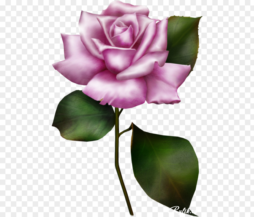 Lilac Flower Garden Roses Clip Art PNG