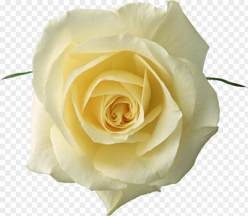 Yellow Rose Flower White Clip Art PNG