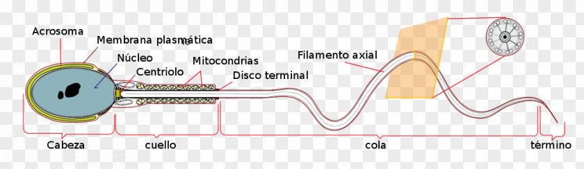 Anatomia Spermatozoon Acrosome Egg Cell PNG