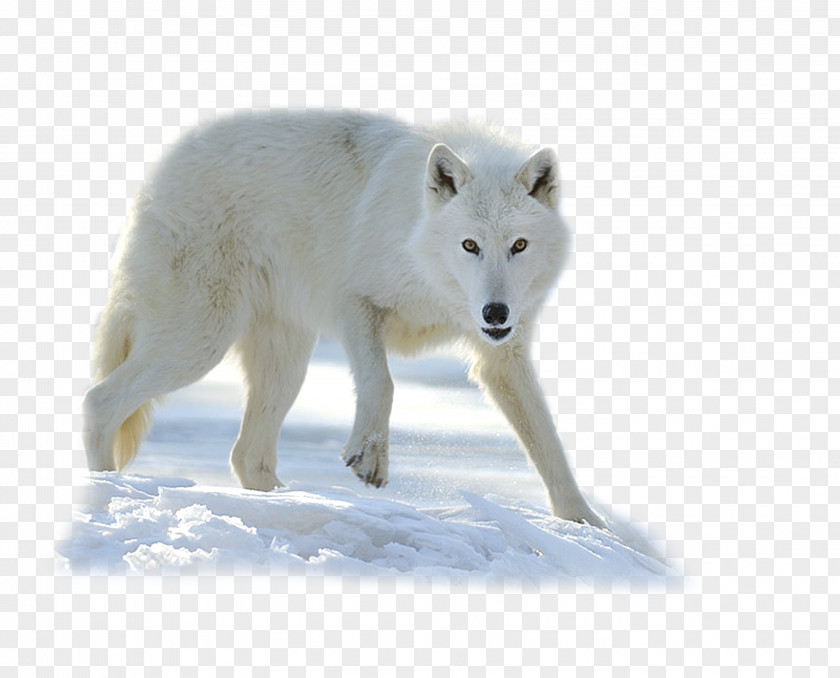 Canis Lupus Familiaris Alaskan Tundra Wolf Greenland Dog Arctic Fox PNG