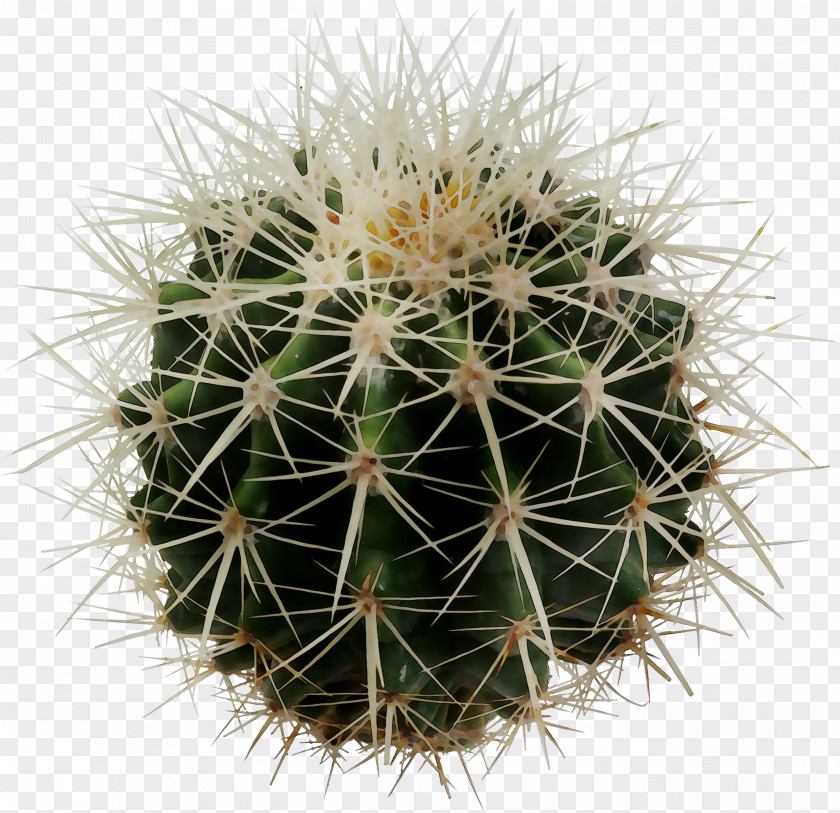 Clip Art Cactus Desktop Wallpaper Image PNG