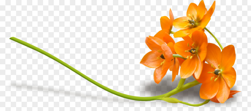 Cut Flowers Plant Background PNG