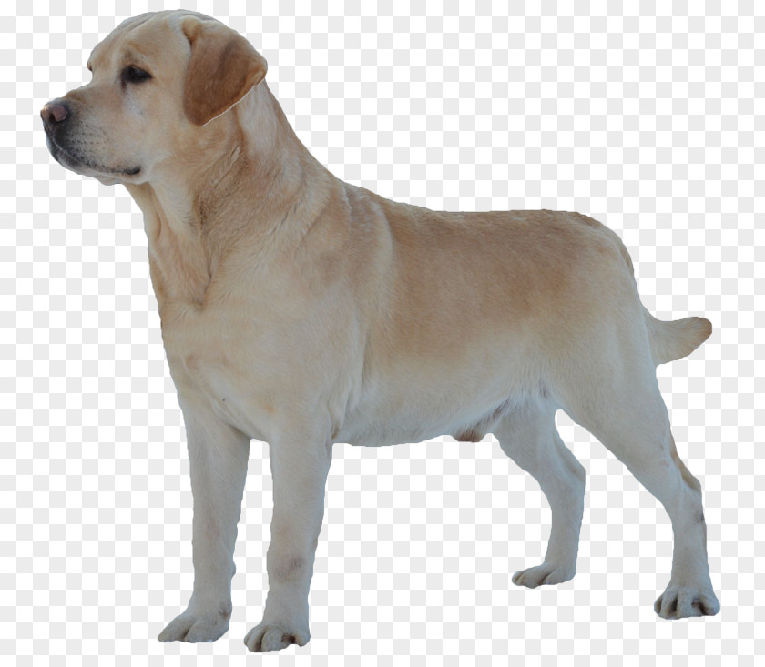 Puppy Labrador Retriever English Mastiff Dog Breed Shar Pei Pug PNG