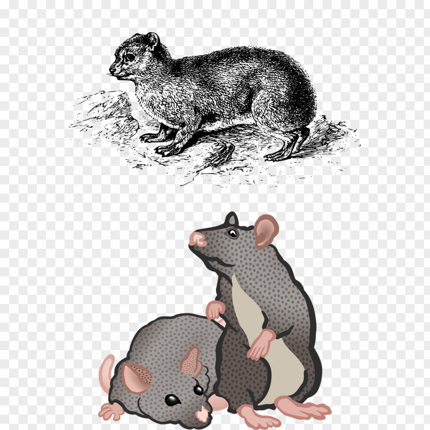 A Cute Happy Mouse Rodent Kitten Cat PNG
