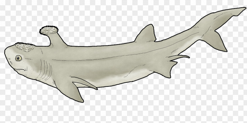 Acanthus Squaliform Sharks Stethacanthus Helicoprion Holocephali Edestus PNG