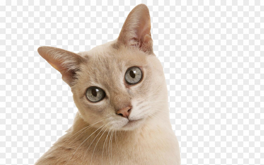 Cats Tonkinese Cat Siamese Havana Brown Birman Kitten PNG