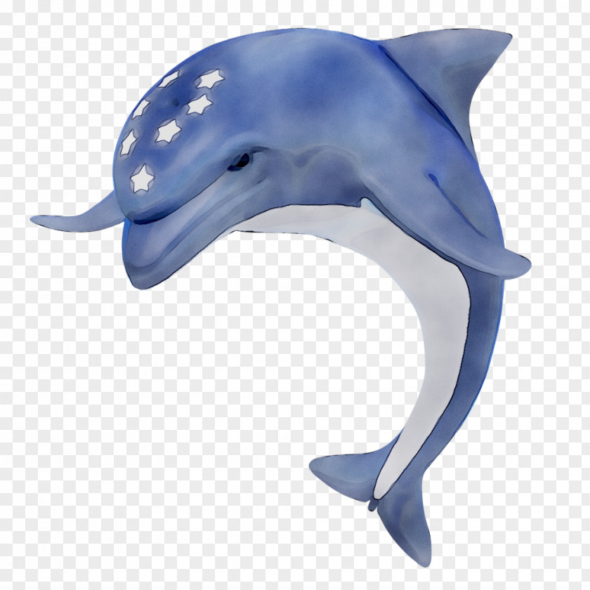 Common Bottlenose Dolphin Tucuxi Wholphin Rough-toothed Short-beaked PNG