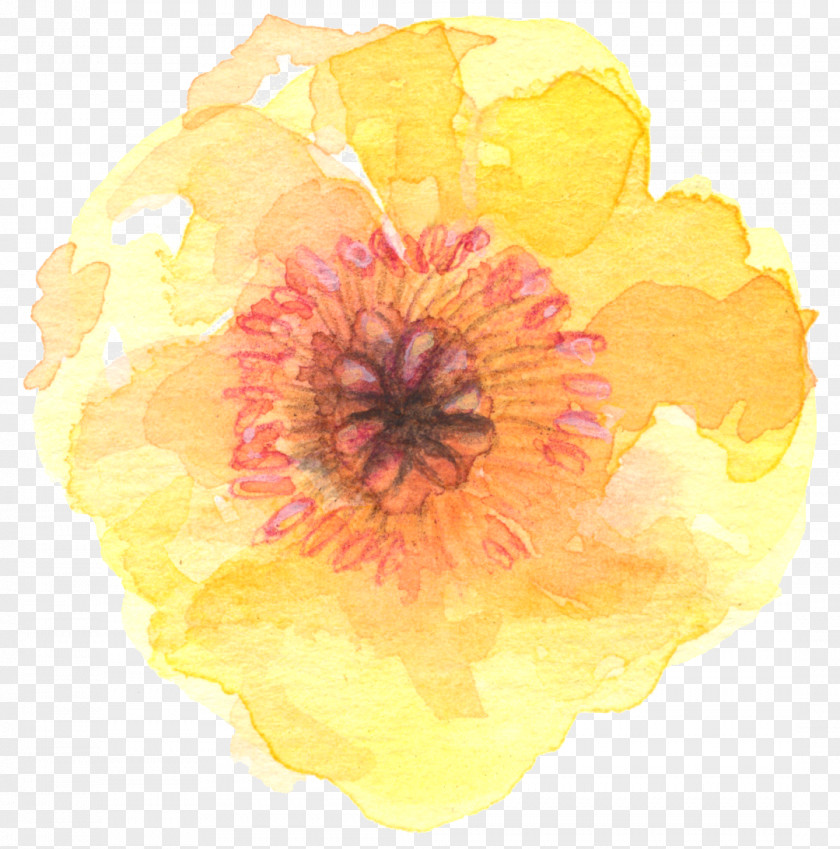 Watercolour Flower Watercolor Painting Yellow PNG