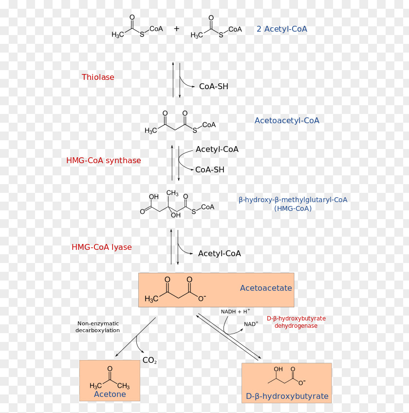 Beta Hydroxy Acid HMG-CoA 3-hydroxy-3-methylglutaryl-CoA Lyase Ketone Bodies Acetyl-CoA Coenzyme A PNG