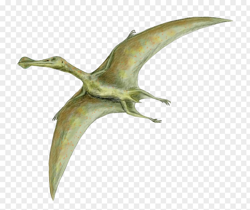 Bird Dinosaur Size Quetzalcoatlus Flight Pterosaurs Rhamphorhynchus PNG