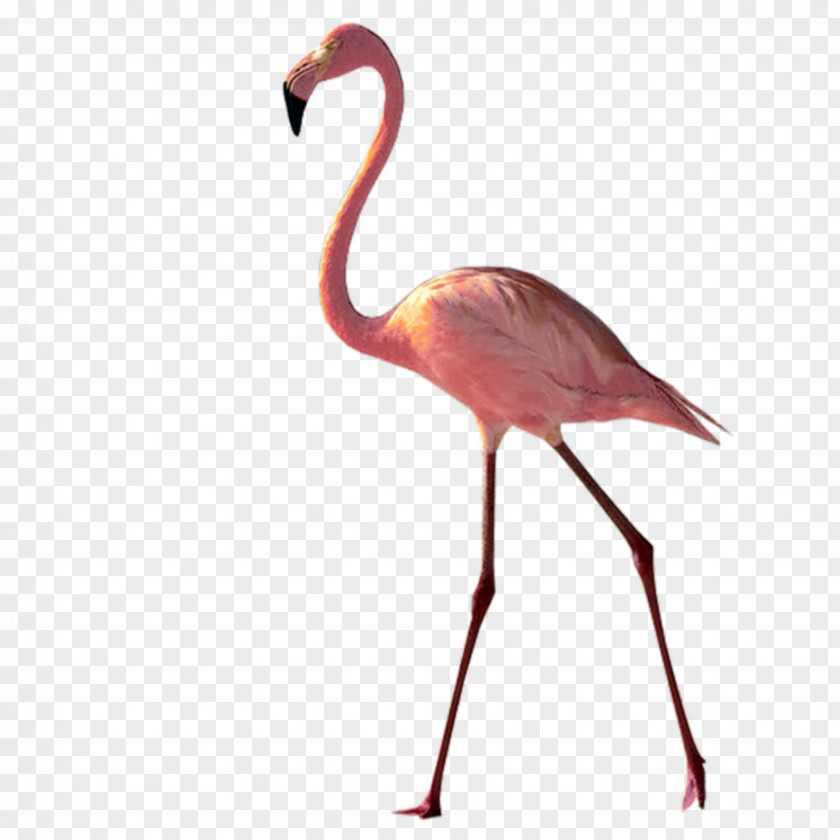 Crane Wildlife Flamingo Drawing PNG