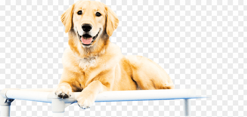 Golden Retriever Puppy Dog Breed Sporting Group PNG
