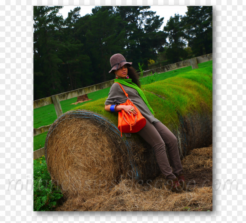 Hay Bales Lawn Soil Farm Tree PNG