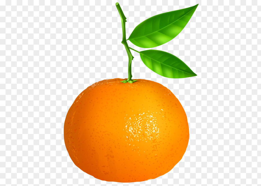 Orange Tangerine Mandarin Vegetarian Cuisine Clip Art PNG