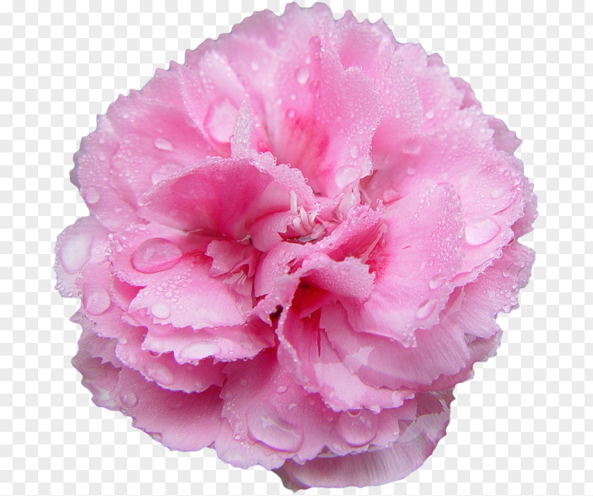 Rose Pink Flowers Carnation Nancy's Salon PNG