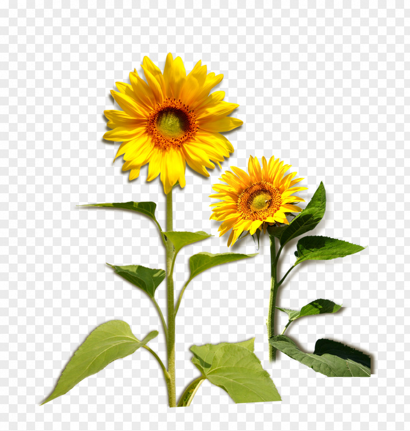 Sunflower Common Plant Download PNG
