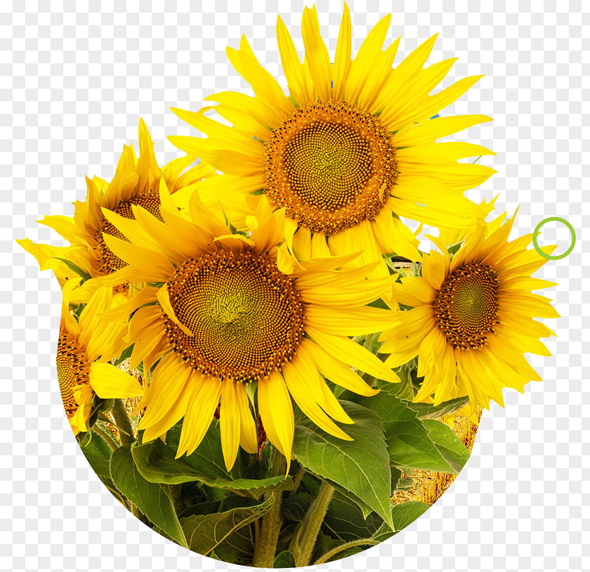 Sunflower Map Mural Painting Photography Wall Wallpaper PNG