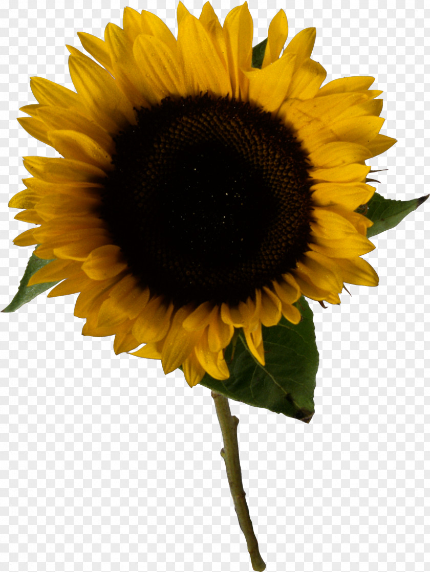 Sunflower Oil Common Clip Art PNG