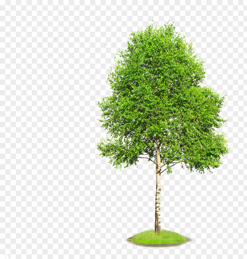 Tree Gray Birch Stock Photography PNG