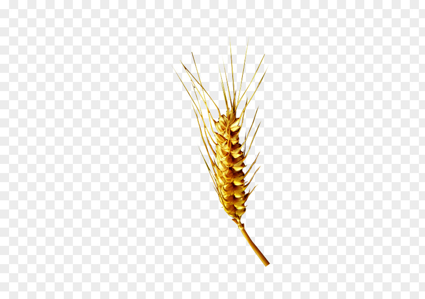 Wheat Gratis PNG