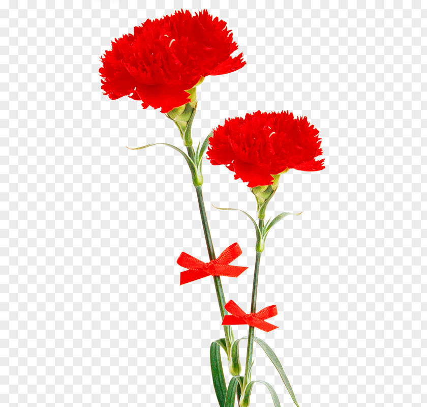 White Carnation Clip Art Digital Image Photography PNG