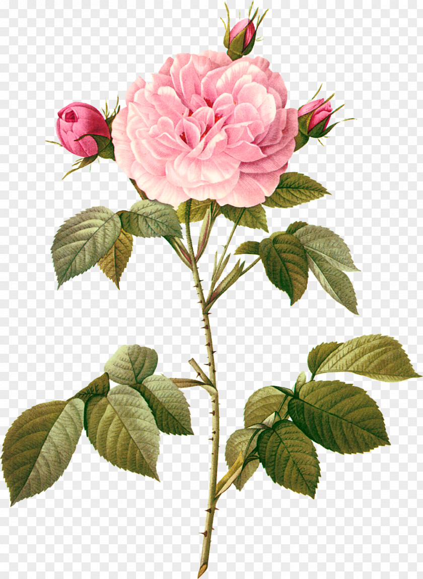 Botanical Beach Rose Rosa Chinensis Multiflora Flower PNG