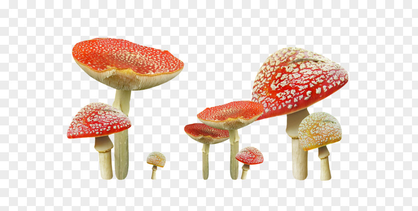 Cartoon Mushroom Small Ground Figure Edible Autumn Fungus Common PNG