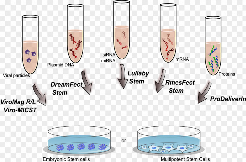 Dope Transfection Stem Cell Lipofectamine Therapy PNG