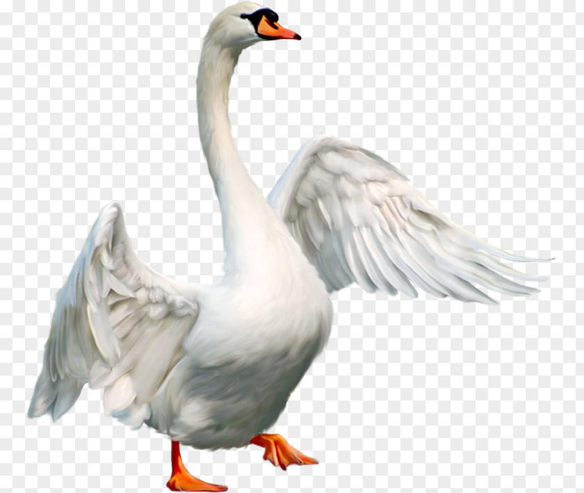Goose Domestic Duck Bird Mute Swan PNG
