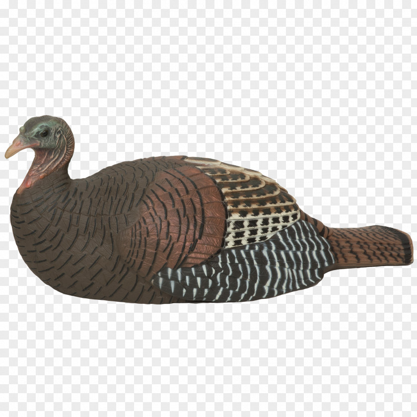 Hen Chicken Turkey Decoy Duck PNG