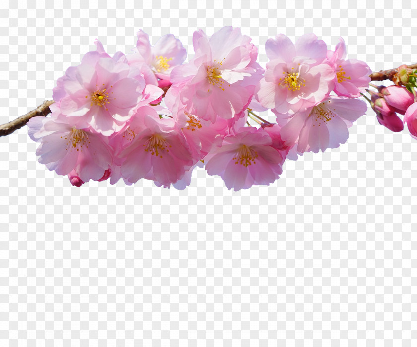 Japanese Cherry Japan National Blossom Festival Flower PNG