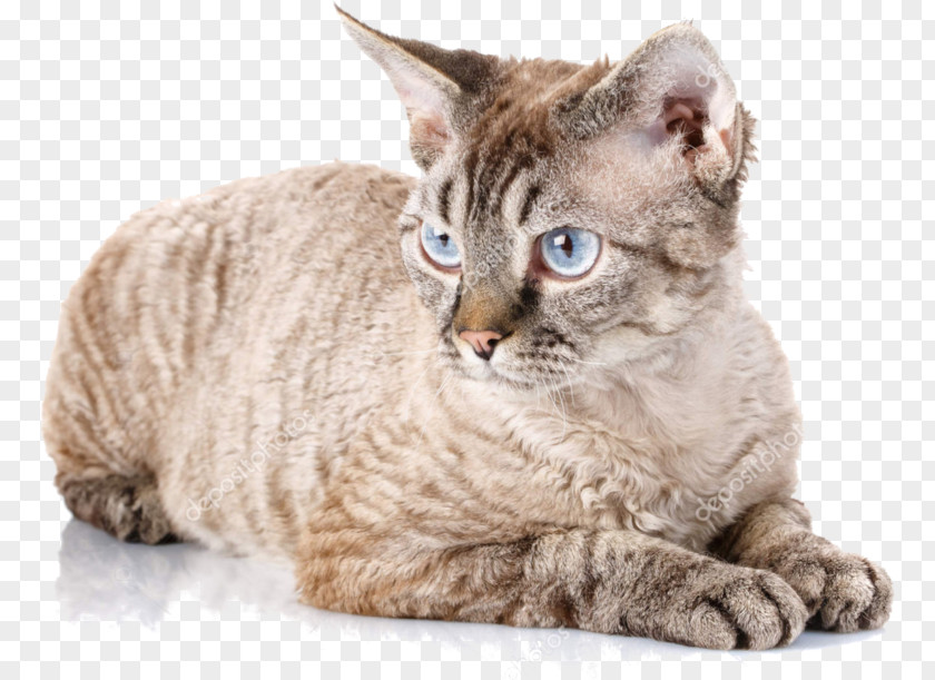 Kitten Devon Rex Cornish British Shorthair Cat Fanciers' Association PNG