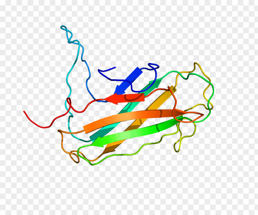 Lymphocyte Antigen 96 TLR4 Protein Toll-like Receptor Endotoxin PNG