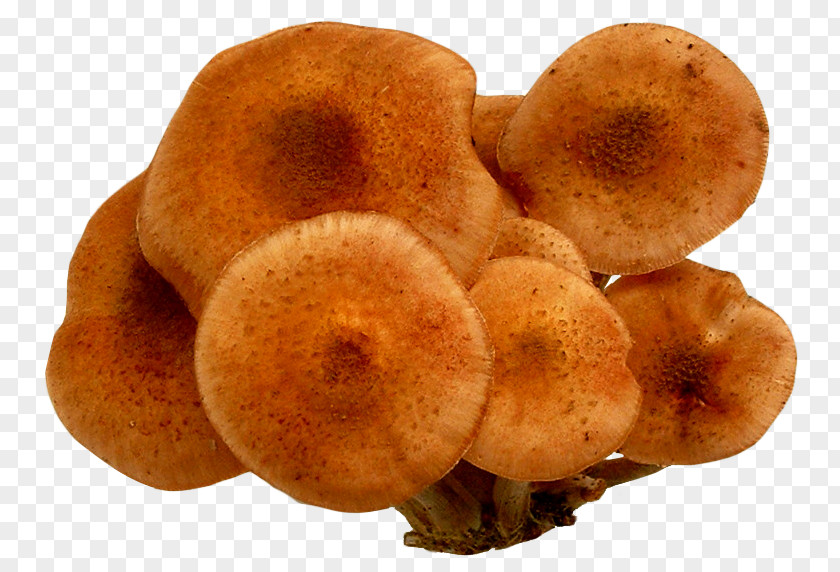 Mushroom Ice Cream PNG