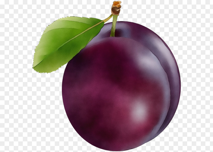 Plum Woody Plant European Fruit Leaf Purple Tree PNG