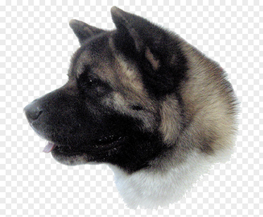 Akita Inu Dog Breed Norwegian Elkhound Greenland Eurasier PNG