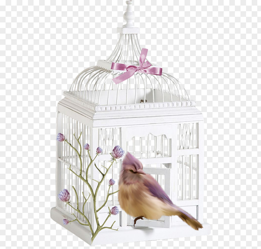 Cage Vector Bird PNG