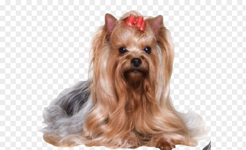 Yorkshire Terrier Australian Silky Norfolk West Highland White PNG