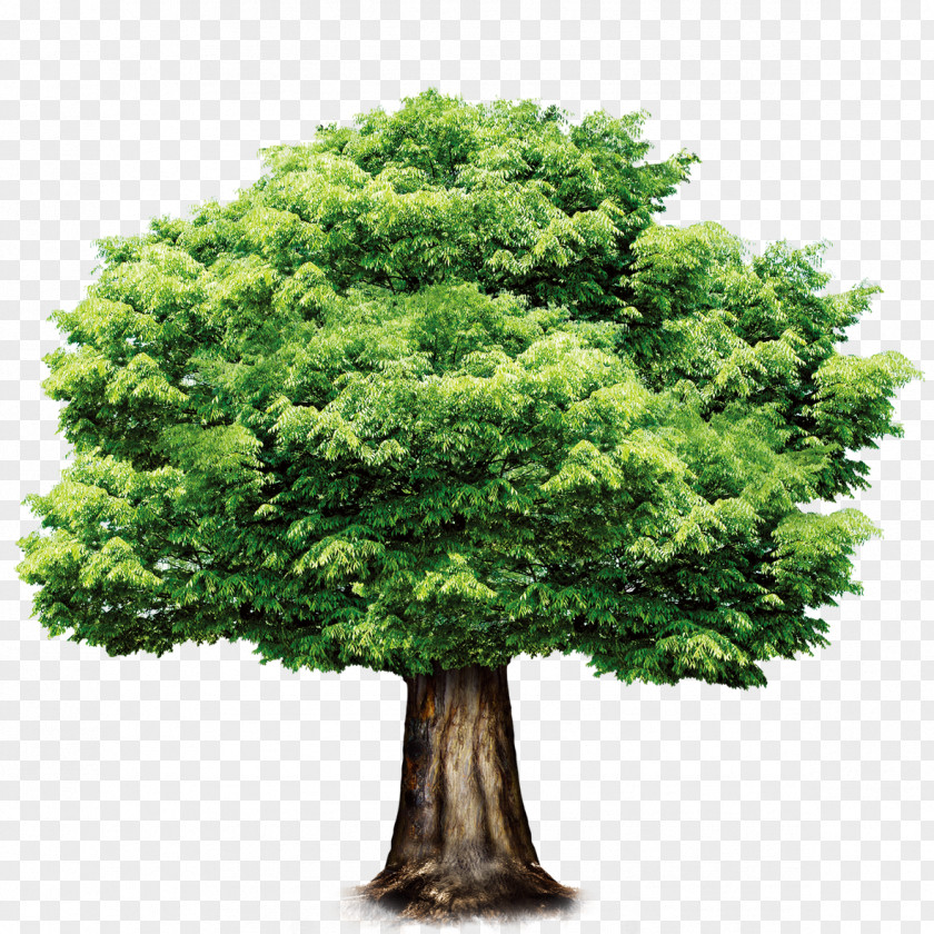 A Tree PNG tree clipart PNG
