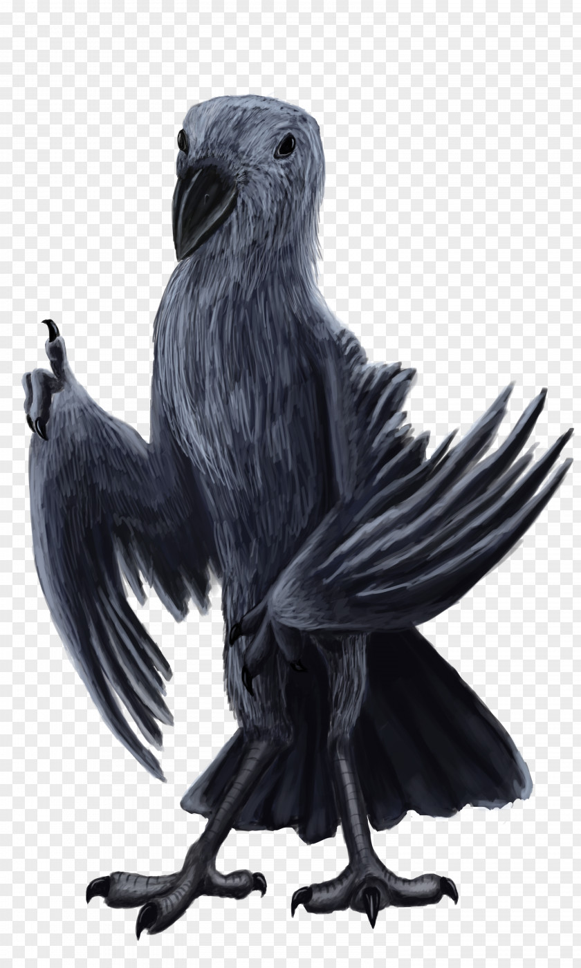 Bird American Crow Rook Passerine Eagle PNG