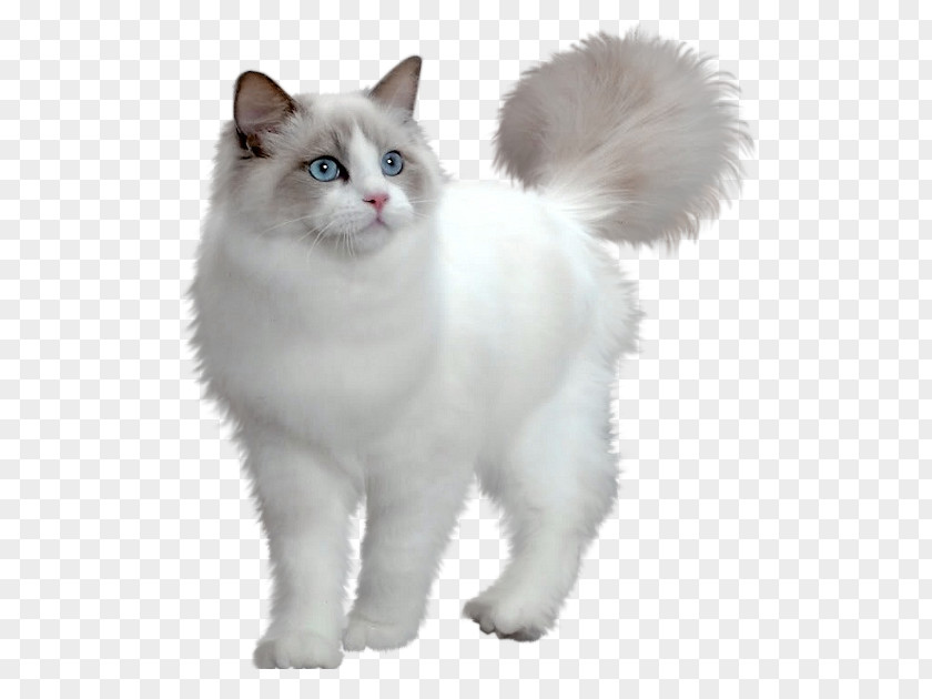 Cute White Kitten Transparent Picture Persian Cat Minuet Maine Coon Munchkin PNG