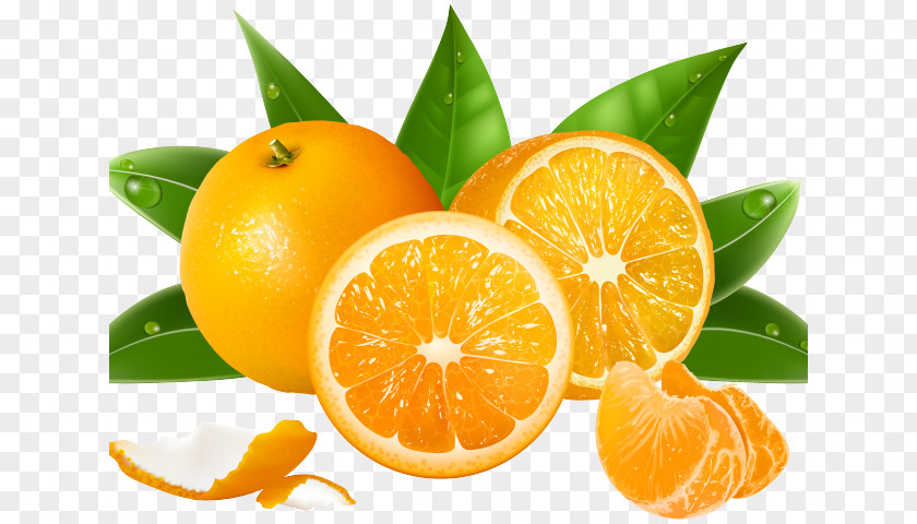 Grapefruits Flag Juice Orange Vector Graphics Clementine PNG
